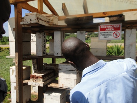 Photo: CEBIB postgraduates examine stingless bees at the apiary in African Reference Lab for Bee Health, ICIPE 