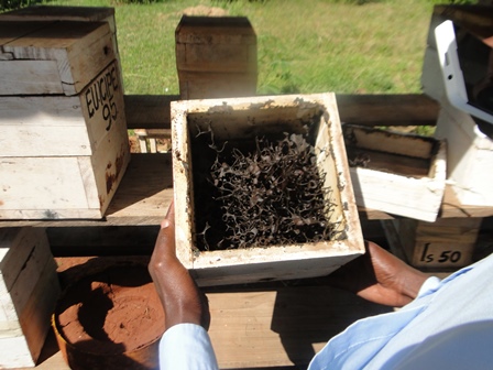 Photo: CEBIB postgraduates examine stingless bees at the apiary in African Reference Lab for Bee Health, ICIPE 